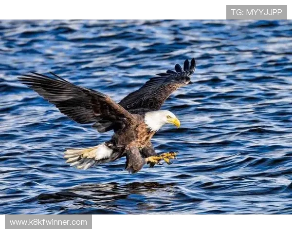 K8捕鱼技巧提升捕鱼效率的实用技巧与常见误区分析 K8捕鱼技巧提升捕鱼效率的实用技巧与常见误区分析